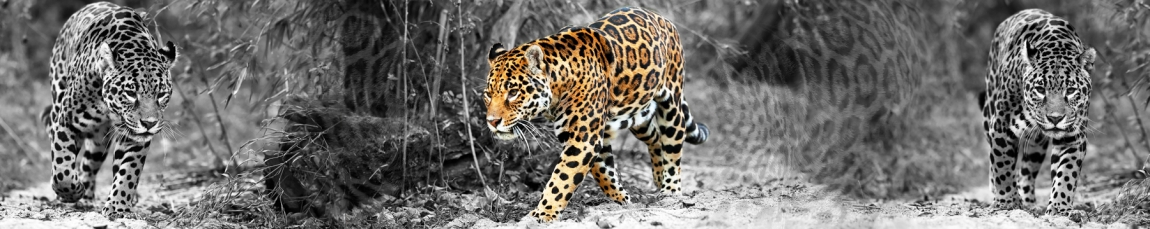 skinali-4574