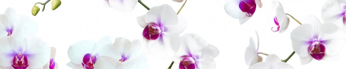skinali-4223