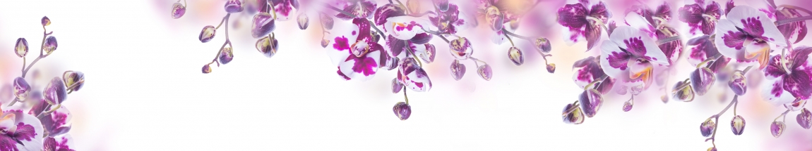 skinali-4231