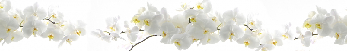 skinali-5248