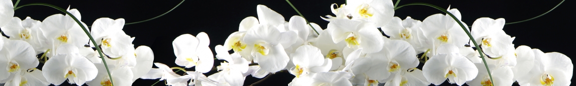 skinali-5249