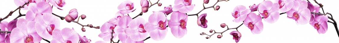 skinali-5625